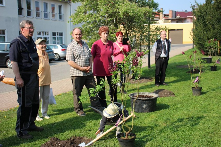 Gro&szlig;e Fliederbaumplanzaktion in Bad Frankenhausen