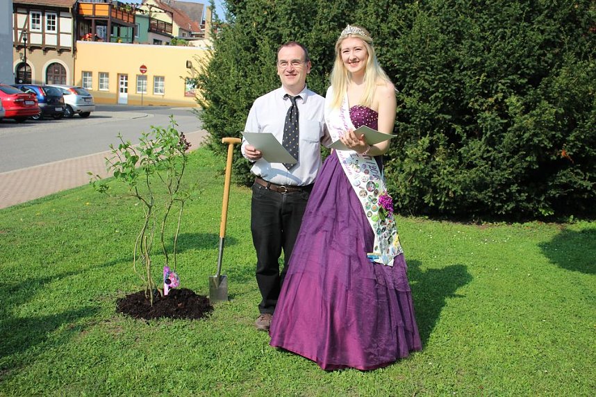 Gro&szlig;e Fliederbaumplanzaktion in Bad Frankenhausen