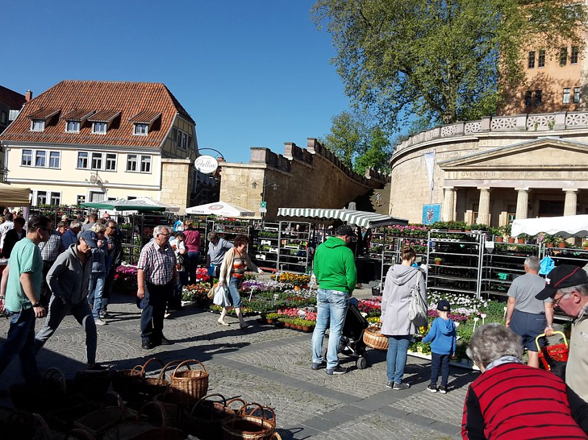 Eine F&uuml;lle an Pflanzen