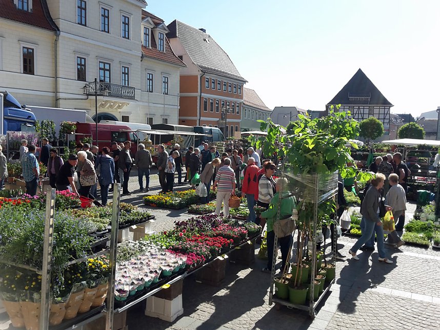 Eine F&uuml;lle an Pflanzen
