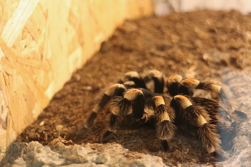 Spinnen- und Insektenschau in Sundhausen