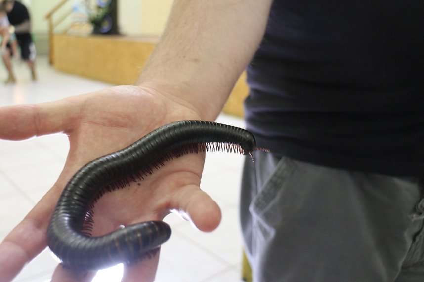 Spinnen- und Insektenschau in Sundhausen