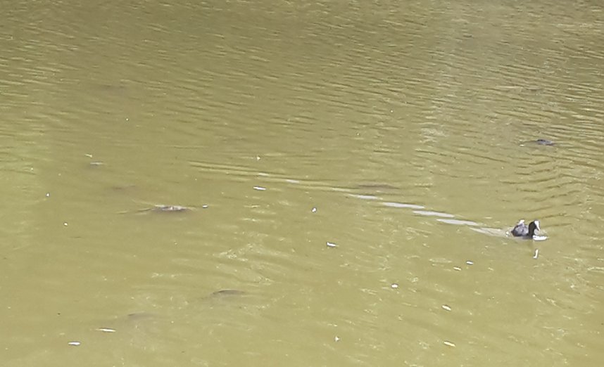 Teichbel&uuml;ftung k&ouml;nnte helfen?