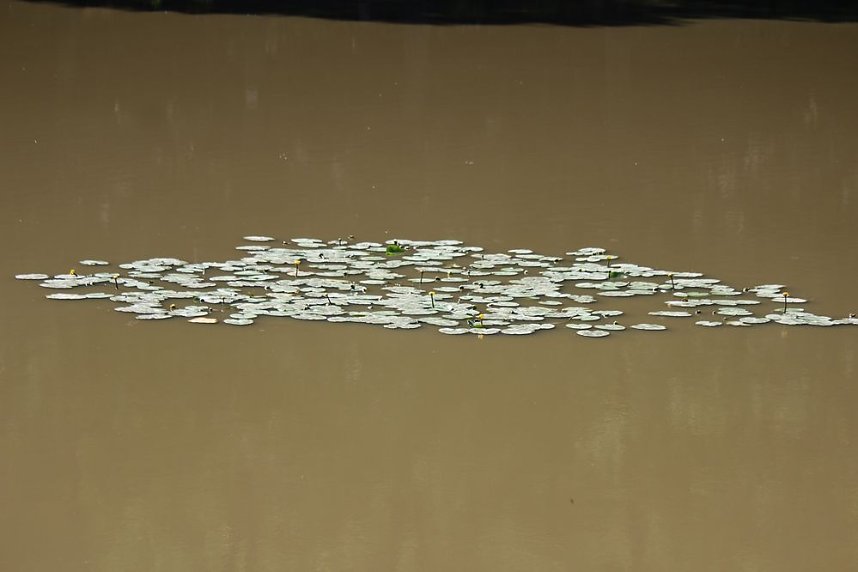 Wie sieht es am Pfaffenteich aus?