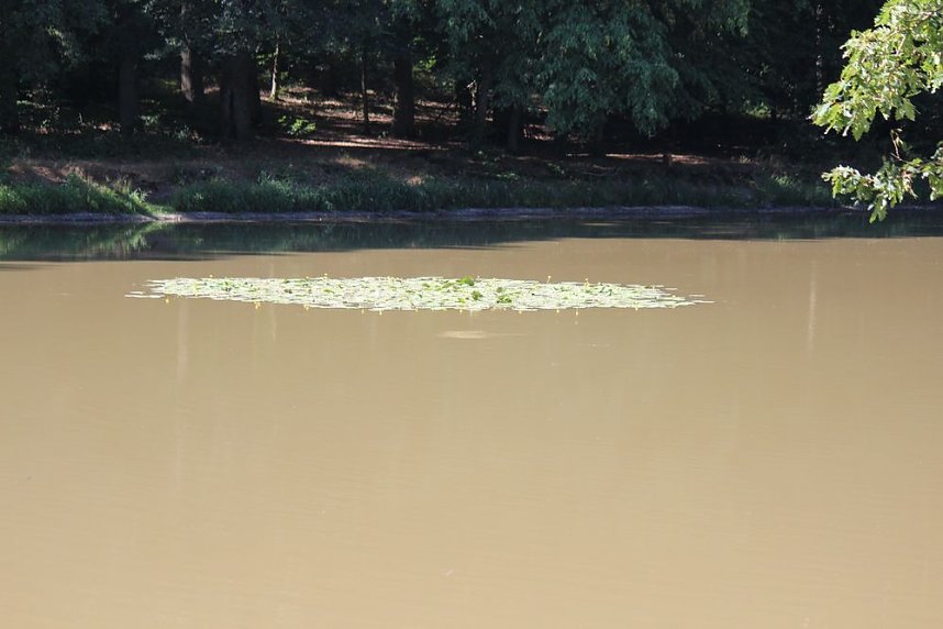 Wie sieht es am Pfaffenteich aus?