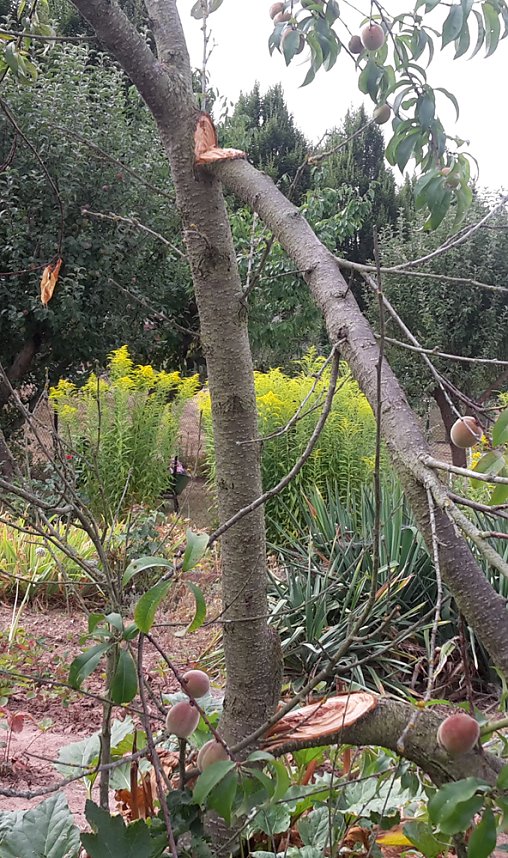 Sondershausen wartet auf Regen