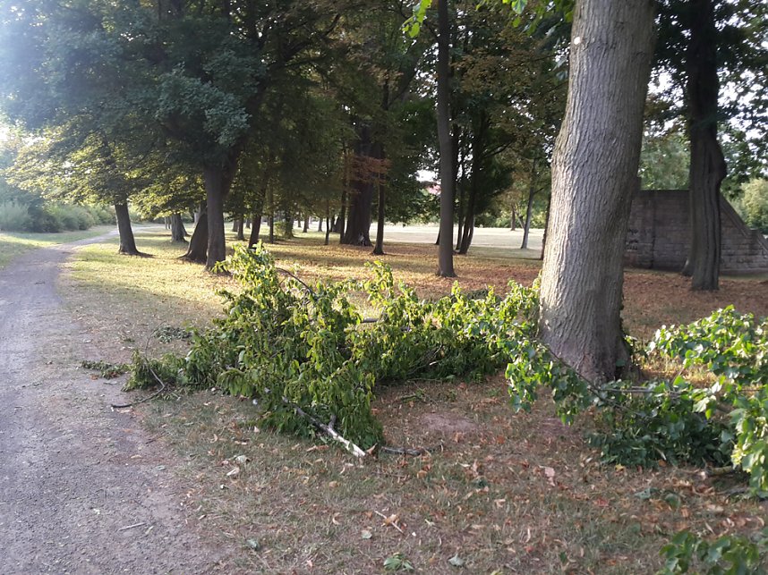 Schlosspark zerzaust