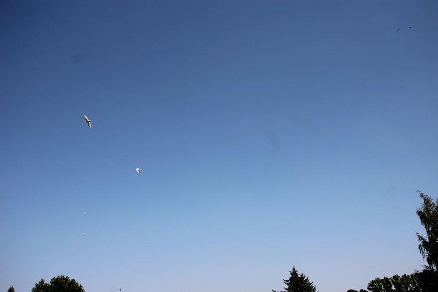 Wieder feierliche Vereidigung in Berka