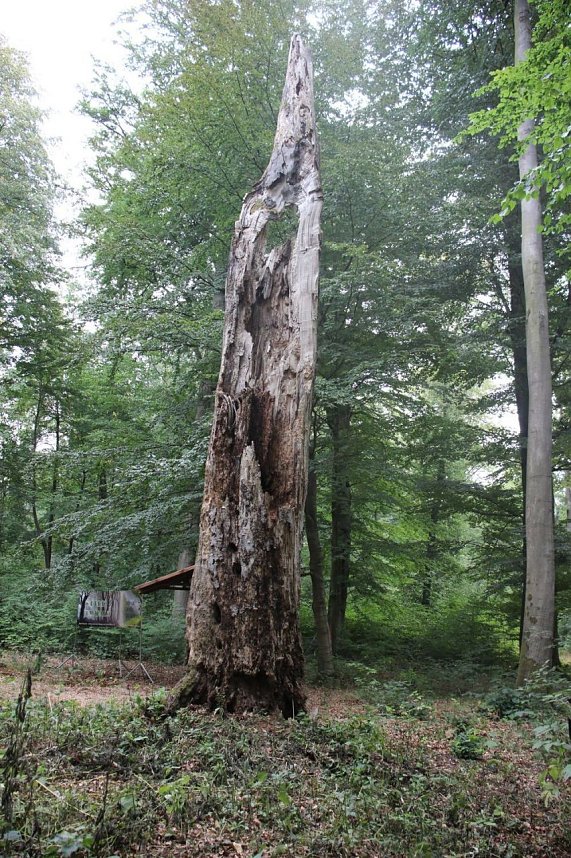 Haben wir bald ein Blutbuchenk&ouml;nigin?