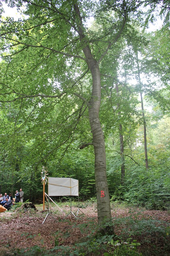 Nur Teile des Possenwaldes gehen aus Nutzung