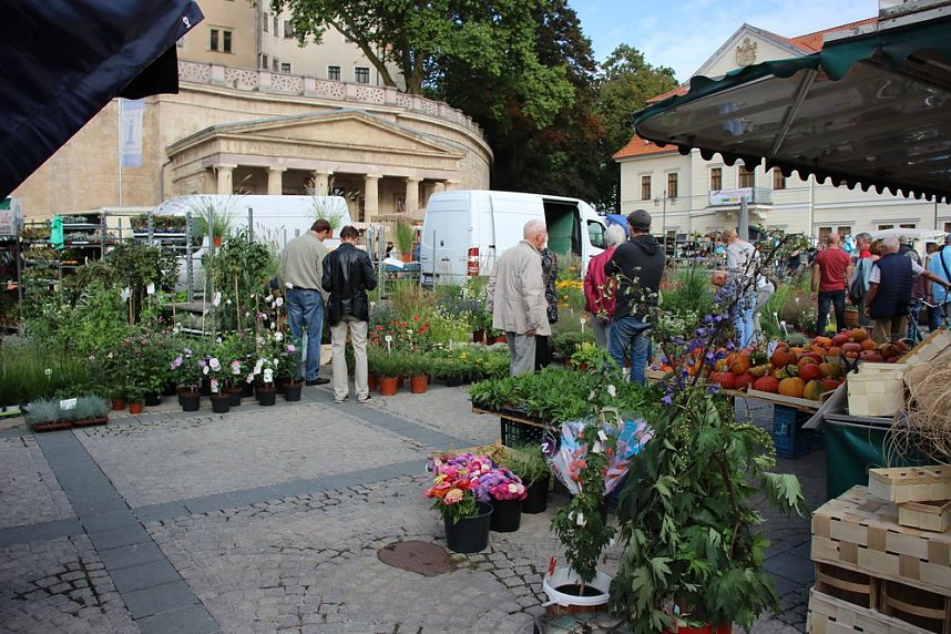 Pflanzen &uuml;ber Pflanzen