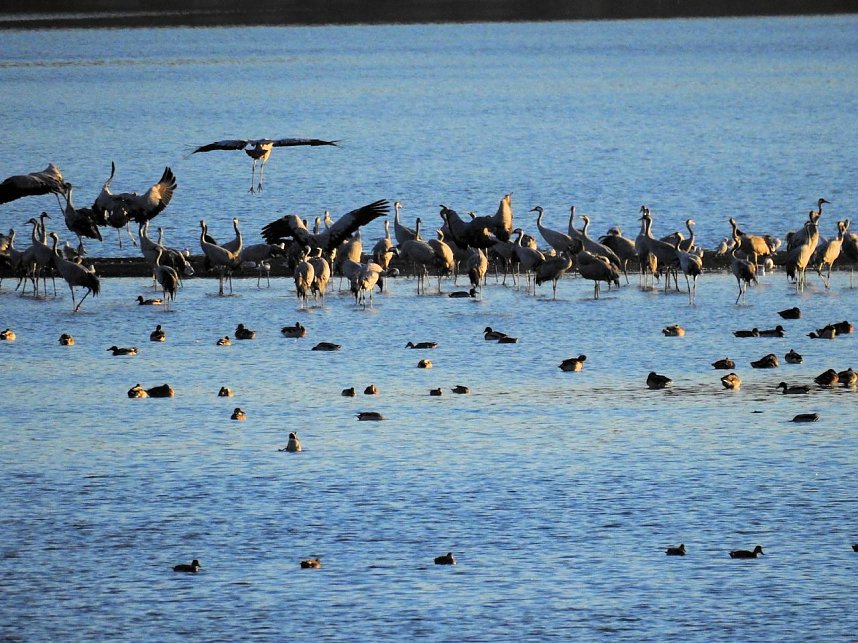 Die Vorboten flogen an