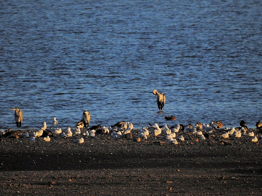 Die Vorboten flogen an