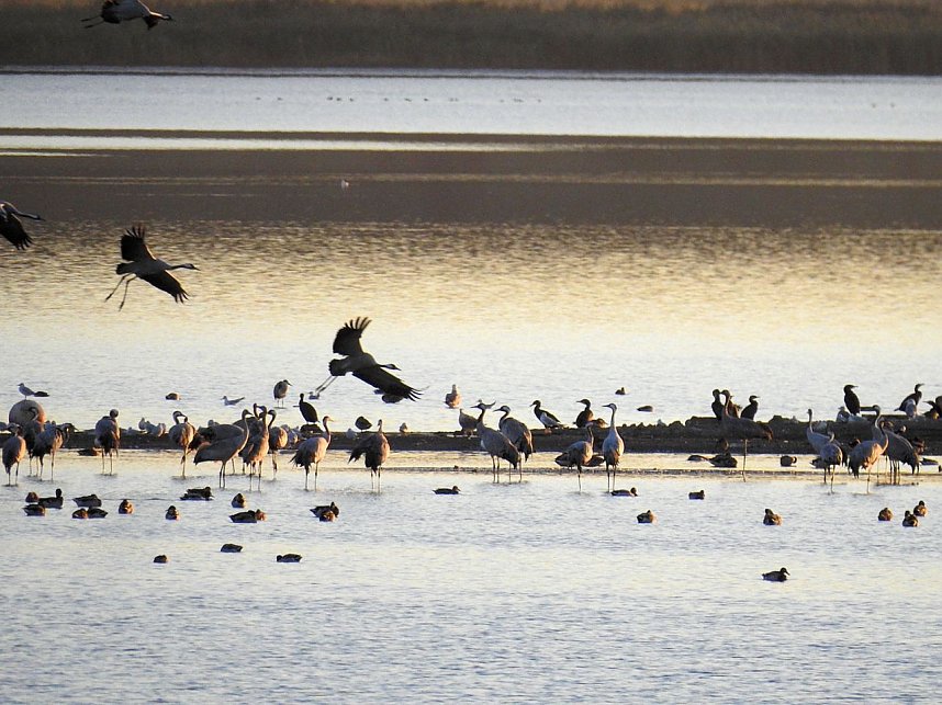 Die Vorboten flogen an