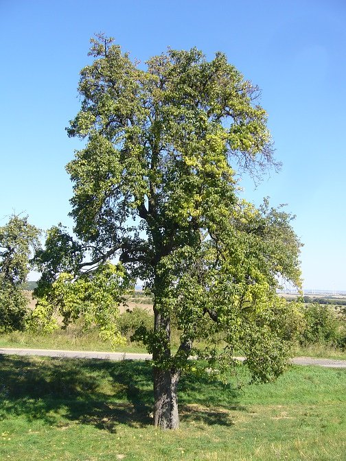 Naturschutz-Aktionstag in Ichstedt