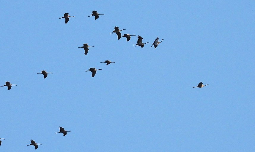 Abschied von den Kranichen