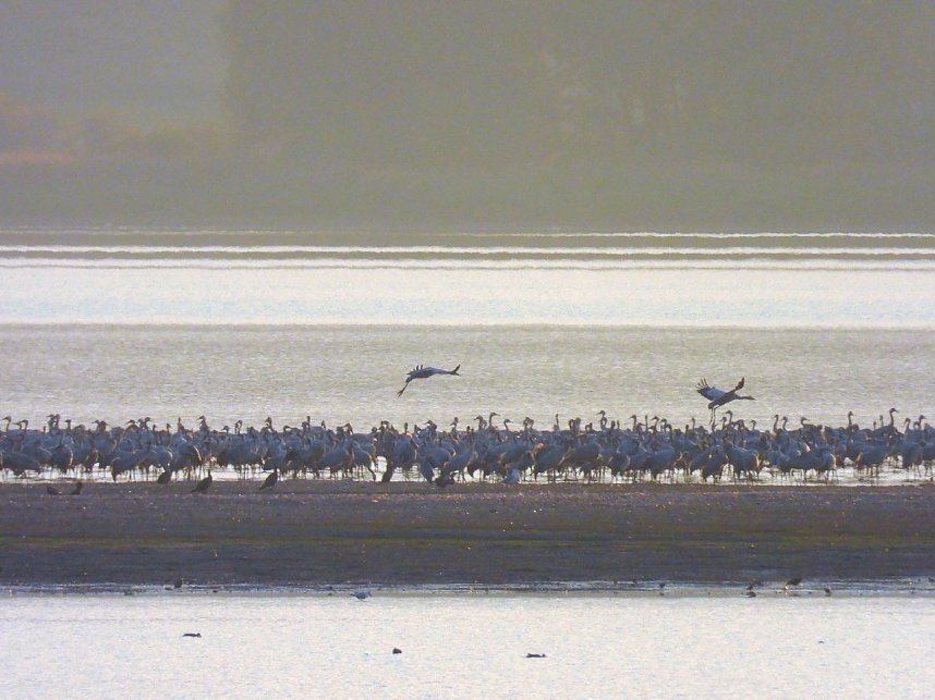 Abschied von den Kranichen