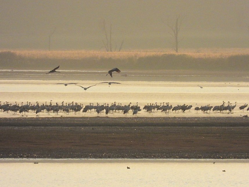 Abschied von den Kranichen