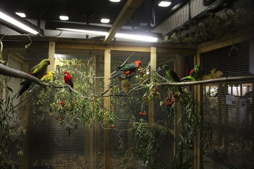 50 Jahre Ziergefl&uuml;gelausstellung in Sondershausen