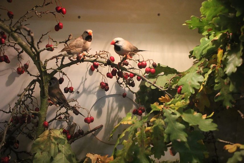 50 Jahre Ziergefl&uuml;gelausstellung in Sondershausen