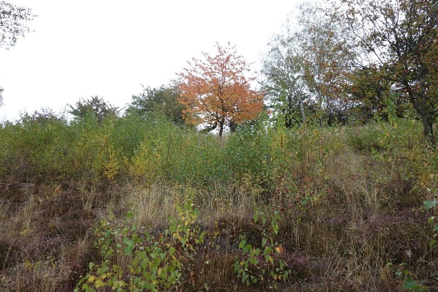 Heidefl&auml;che Heidemaul bei Auleben vor der Pflegema&szlig;nahme