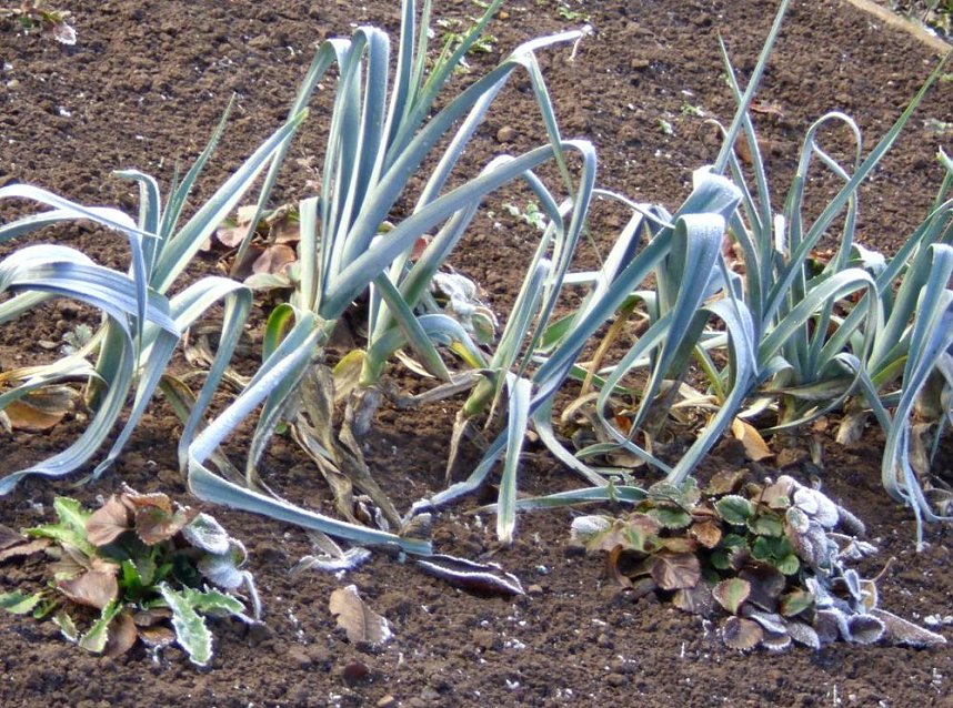 Frostige Garten-Impressionen