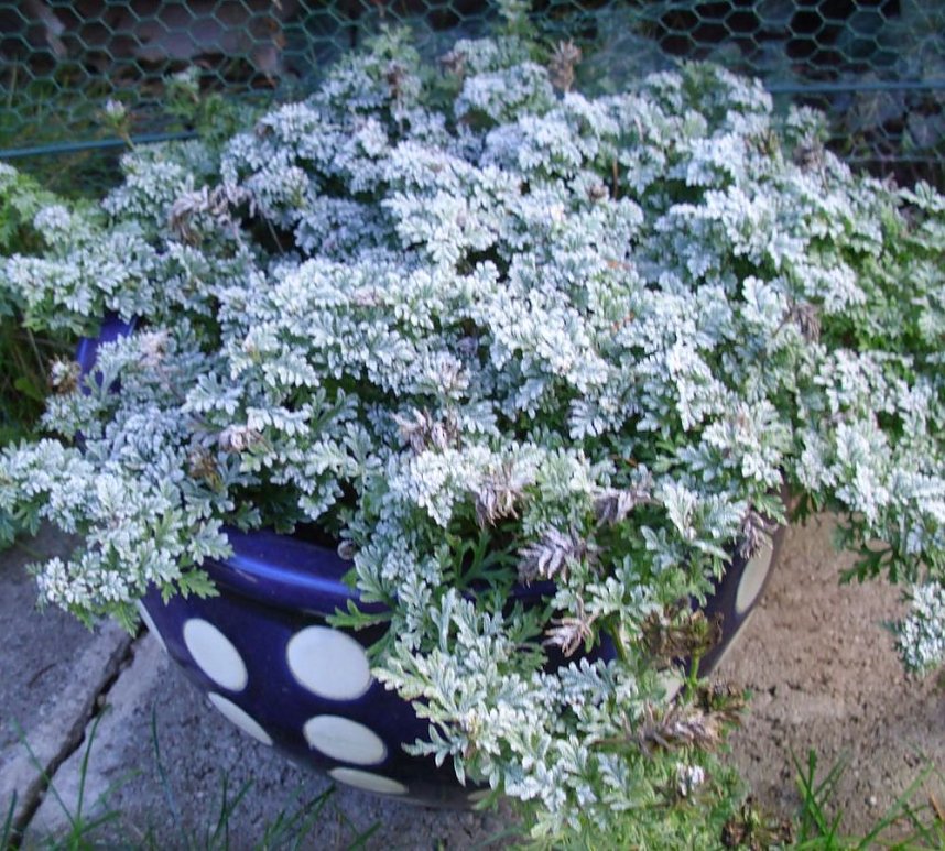 Frostige Garten-Impressionen