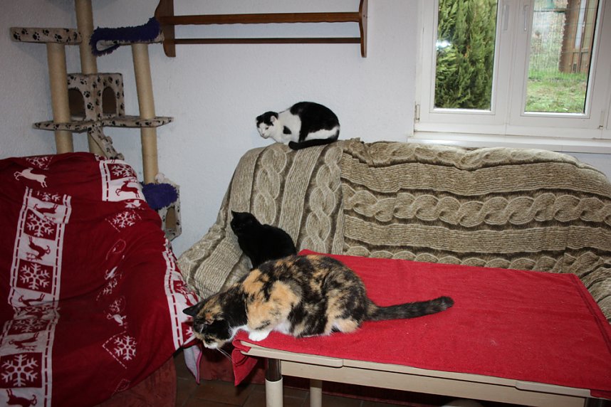 Weihnacht bei den Samtpfoten