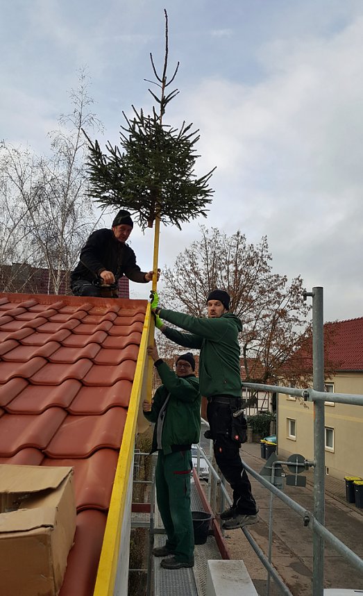 Setzen Weihnachtsbaum