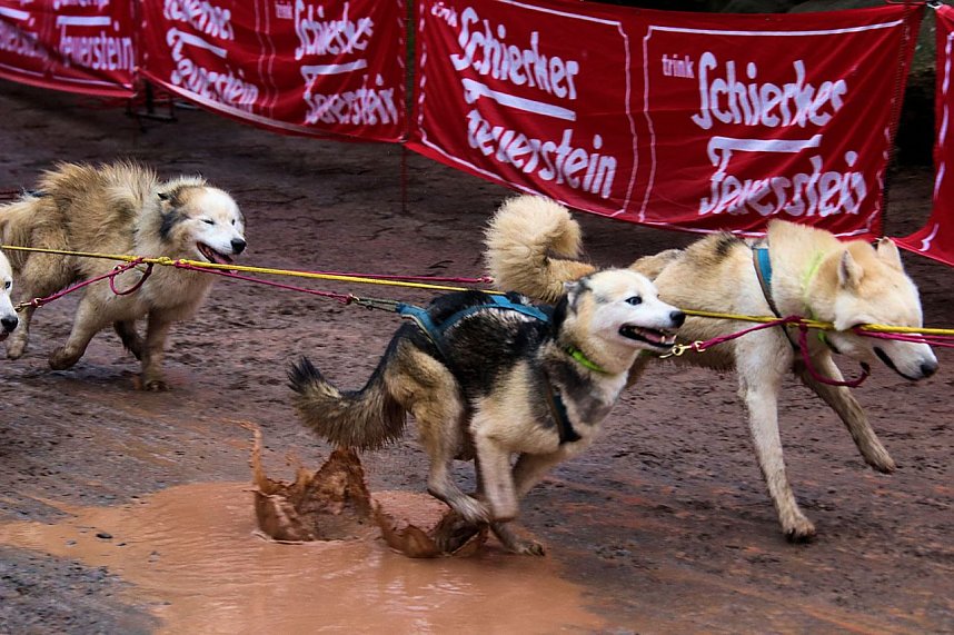 Hundeschlittenrennen in Pullman City