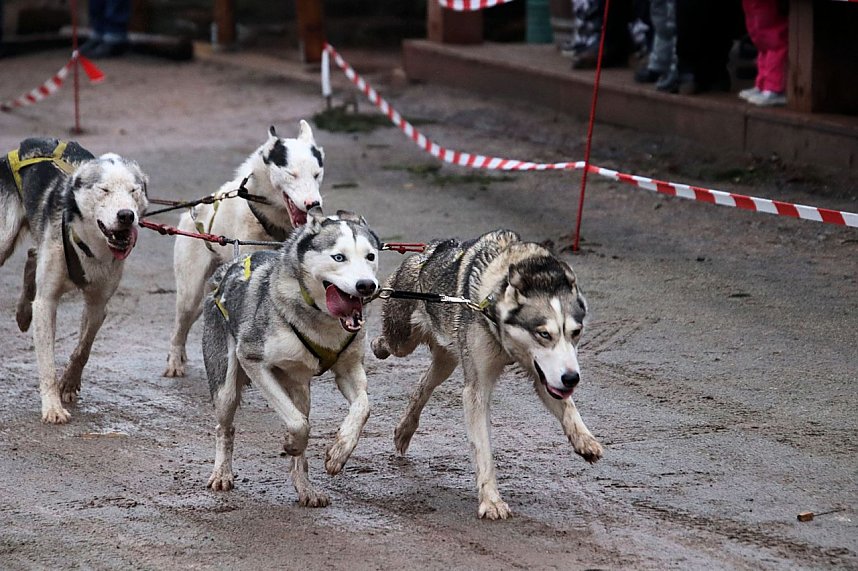 Hundeschlittenrennen in Pullman City