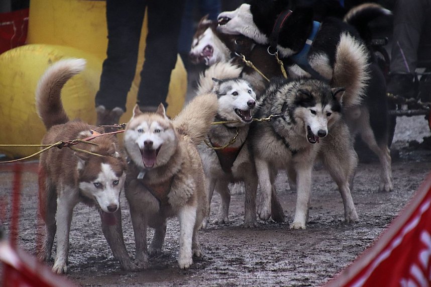 Hundeschlittenrennen in Pullman City