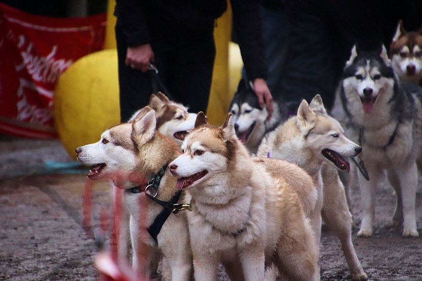 Hundeschlittenrennen in Pullman City