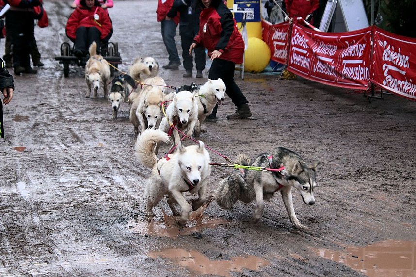 Hundeschlittenrennen in Pullman City