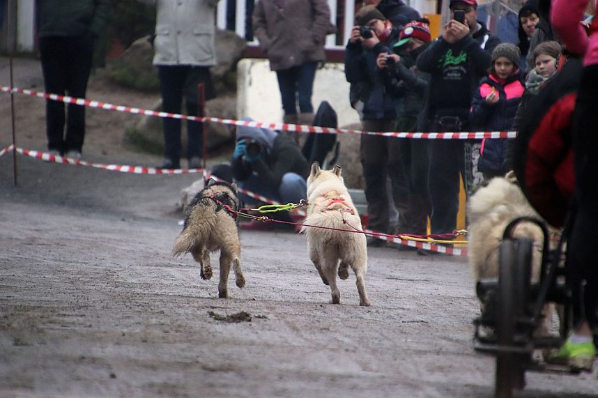 Hundeschlittenrennen in Pullman City