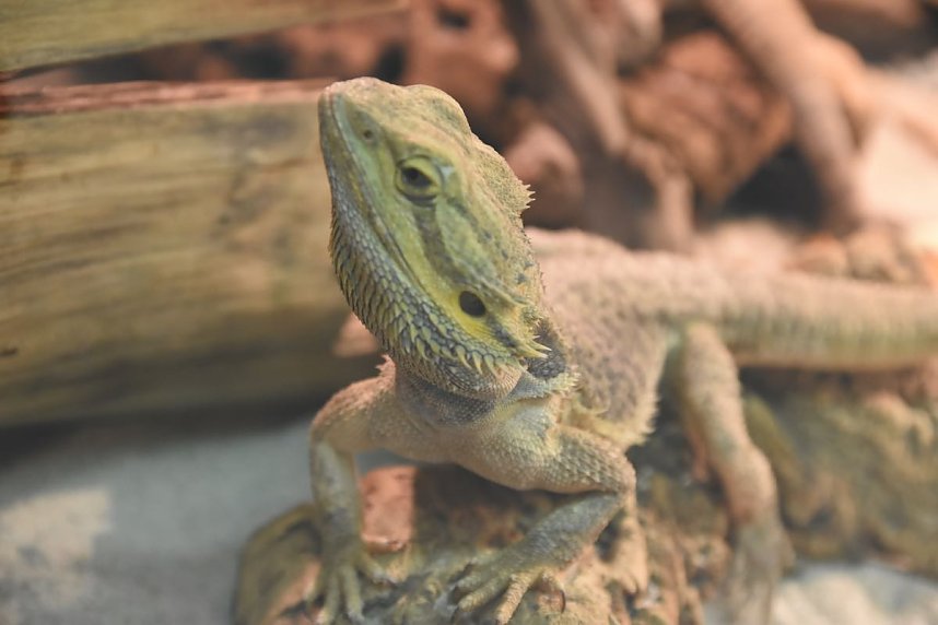 Reptilien Ausstellung