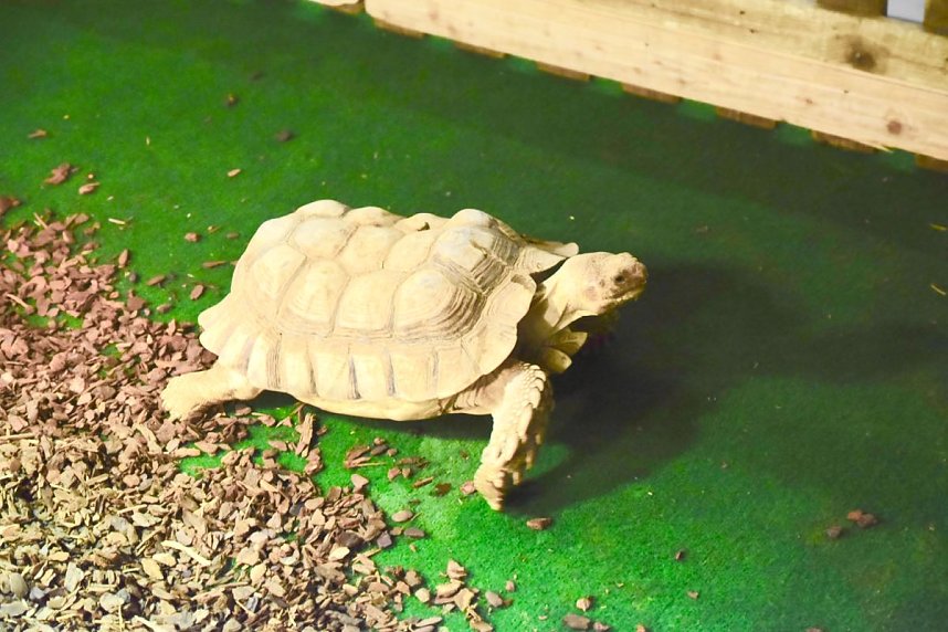 Reptilien Ausstellung