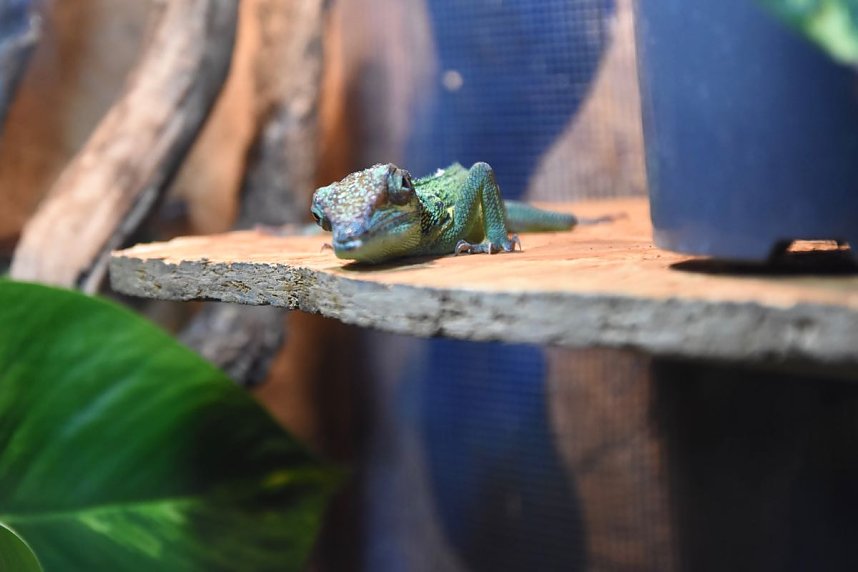 Reptilien Ausstellung