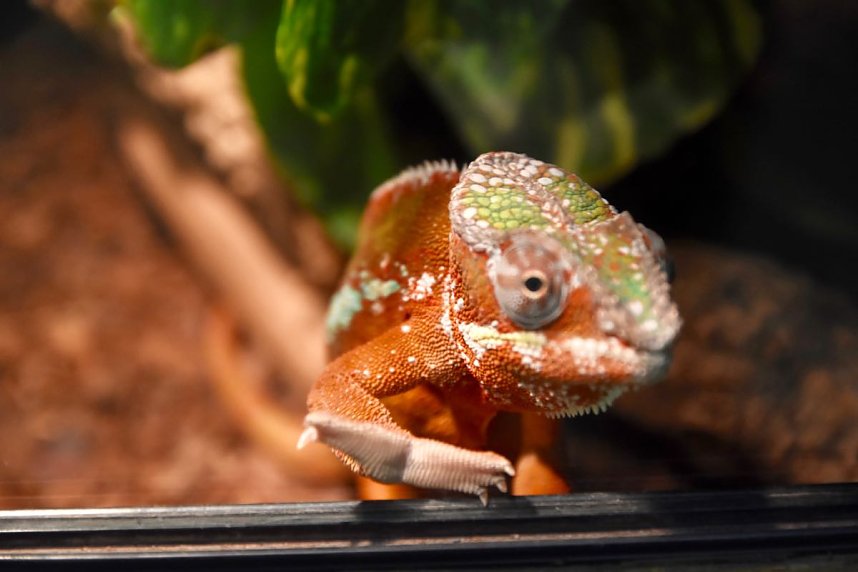 Reptilien Ausstellung