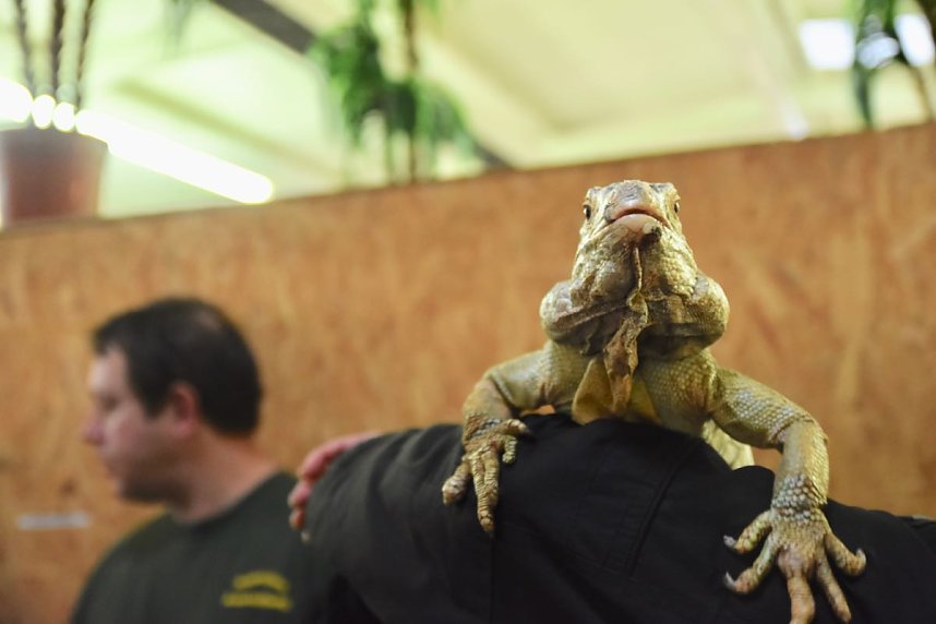 Reptilien Ausstellung