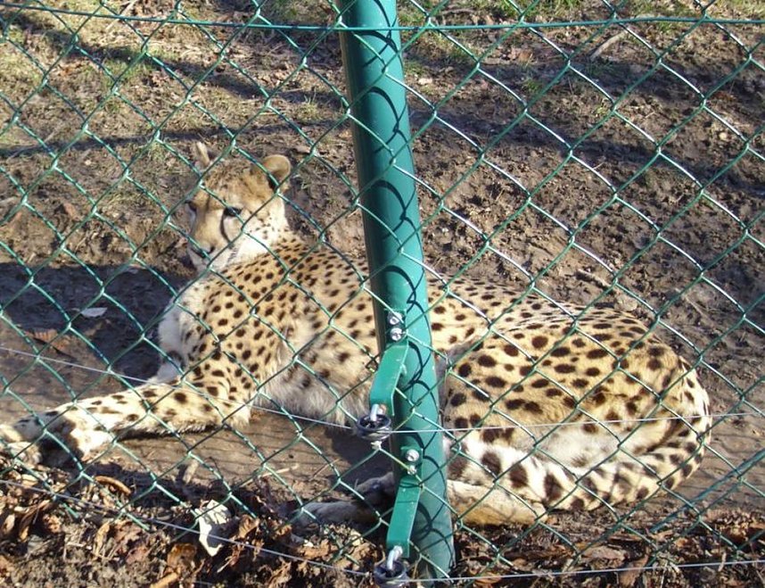Zu Besuch bei Erdm&auml;nnchen, Gepard und Co. auf dem Possen