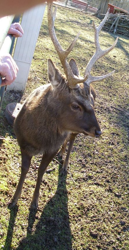 Zu Besuch bei Erdm&auml;nnchen, Gepard und Co. auf dem Possen