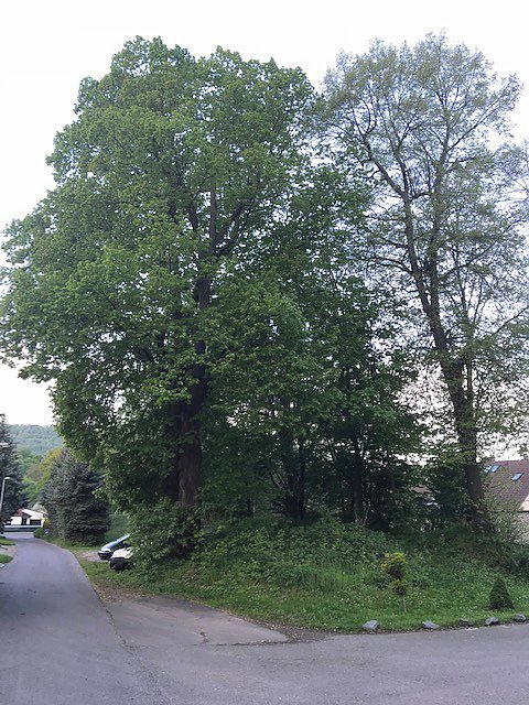 Thema Baumrodungen in Sondershausen