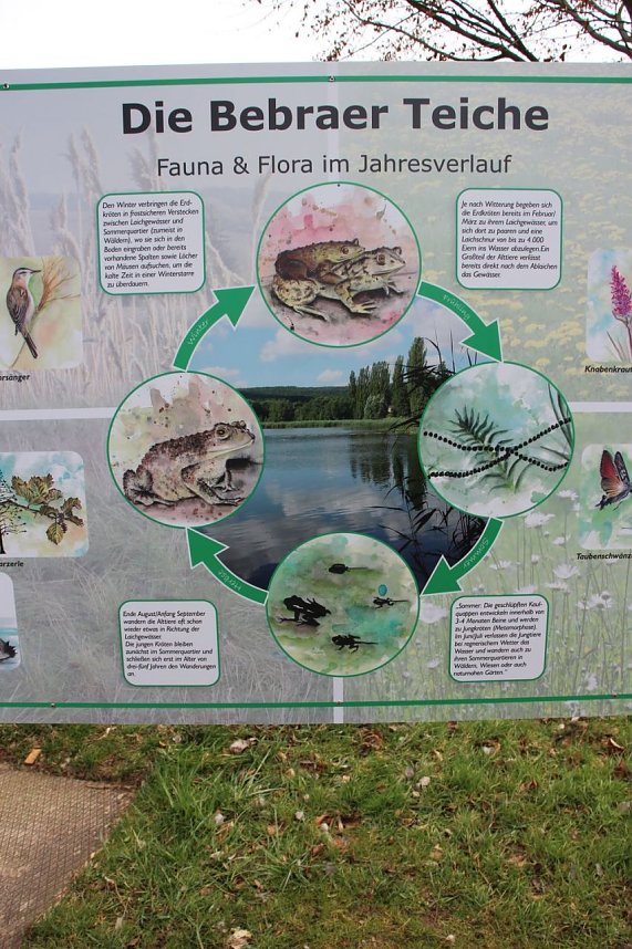 Natur und Schwimmen, das passt