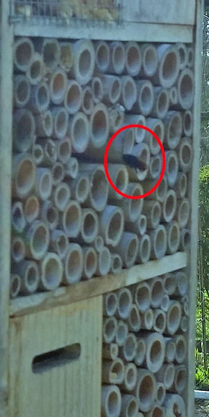 Insektenhotel gut besucht