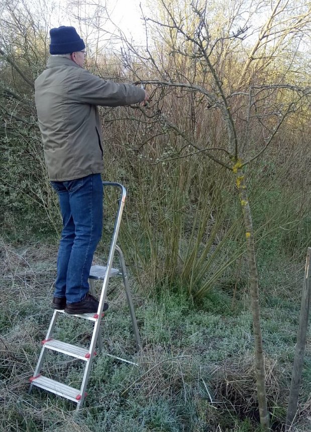 Streuobstwiese aus dem Dornr&ouml;schenschlaf erwacht