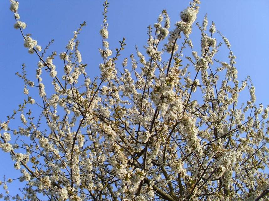Blick &uuml;ber den Gartenzaun