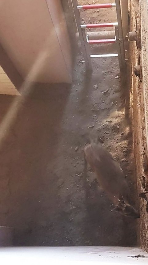 Bambi am Ostersonntag in N&ouml;ten