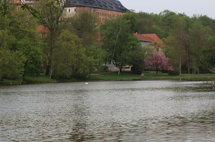 Schwanenpopulation stabil