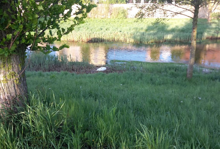 Schwanenpopulation stabil